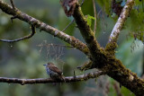 Lanceolated Monklet - Micromonacha lanceolata