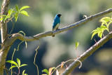 Swallow Tanager - Tersina viridis