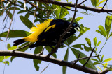 Yellow-rumped Cacique - Cacicus cela