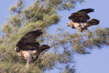 Black-chested Buzzard-Eagles - Geranoaetus melanoleucus