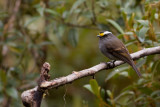 Crowned Chat-Tyrant - Ochthoeca frontalis