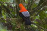 Andean Cock-of-the-rock - Rupicola peruvianus