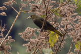 Dusky-green Oropendola - Psarocolius atrovirens