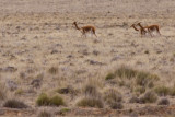 Vicunas - Vicugna vicugna