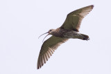 Eurasian Curlew - Numenius arquata