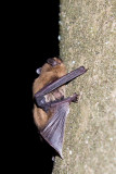 Common Pipistrelle  - Pipistrellus pipistrellus