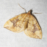 Gewone agaatspanner - Eulithis populata