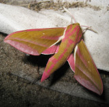 Groot avondrood - Deilephila elpenor