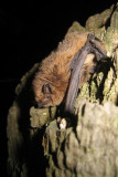 Gewone Dwergvleermuis - Pipistrellus pipistrellus