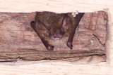 Ingekorven Vleermuis - Myotis emarginatus