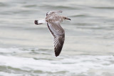 Mediterranean Gull - Larus melanocephalus