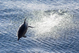 IMG_0016_common dolphin.jpg