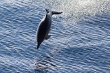 IMG_0017_common dolphin.jpg