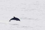 IMG_0485_striped dolphin.jpg