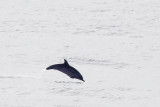 IMG_0486_striped dolphin.jpg