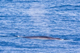 IMG_9965_fin whale.jpg