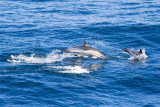 IMG_9992_common dolphin.jpg