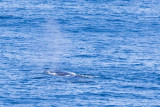 IMG_9946_fin whale.jpg