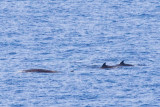 IMG_0352_cuviers beaked whale.jpg