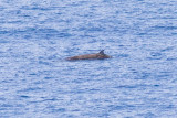 IMG_0361_cuviers beaked whale.jpg