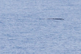 IMG_0410_sperm whale.jpg