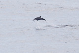 IMG_0433_striped dolphin.jpg