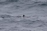IMG_0704_basking shark.jpg