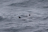 IMG_0709_basking shark.jpg