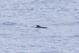 IMG_0446_long-finned pilot whale.jpg