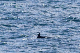 IMG_9896_bottlenose dolphin.jpg