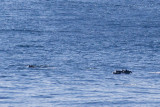 IMG_9922_striped dolphins.jpg