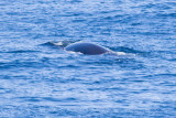IMG_9950_fin whale.jpg