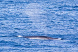 IMG_9966_fin whale.jpg