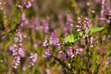 Sickle-bearing Bush-Cricket - Phaneroptera falcata