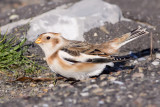 Snow Bunting - Plectrophenax nivalis