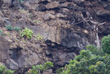 Laurel Pigeon - Columba junoniae