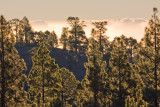 Canary Pine forest dawn