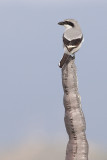 Southern Grey Shrike - Lanius meridionalis koenigi