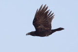 African Raven - Corvus [corax] tingitanus