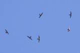 Plain Swifts - Apus unicolor