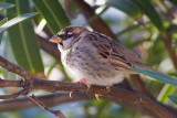 Spanish Sparrow - Passer hispaniolensis