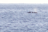 Bottlenosed Dolphins - Tursiops truncatus