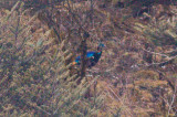 Himalayan Monal - Lophophorus impejanus