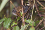 Bar-winged Wren Babbler - Spelaeornis troglodytoides