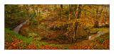 Forest-pano.jpg