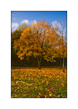 Autumn-Colour.jpg