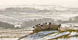 Hill-sheep-2.jpg
