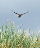 Hover-100-crop.jpg