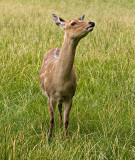 Female-Deer.jpg