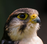 Thorp-Perrow-falcon.jpg